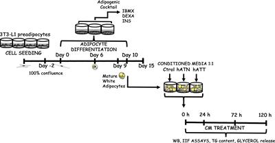 Peritumoral adipose tissue promotes lipolysis and white adipocytes browning by paracrine action